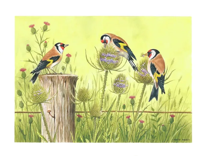 Framed Print : Goldfinches Framed Print : Goldfinches