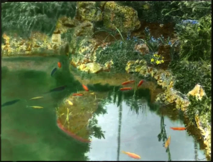 Framed Print : Goldfish in a garden pool Framed Print : Goldfish in a garden pool