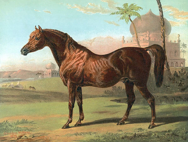Goldie Arab Horse