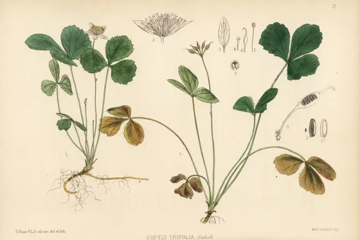 Framed Print : Goldthread or canker root, Coptis trifolia Framed Print : Goldthread or canker root, Coptis trifolia