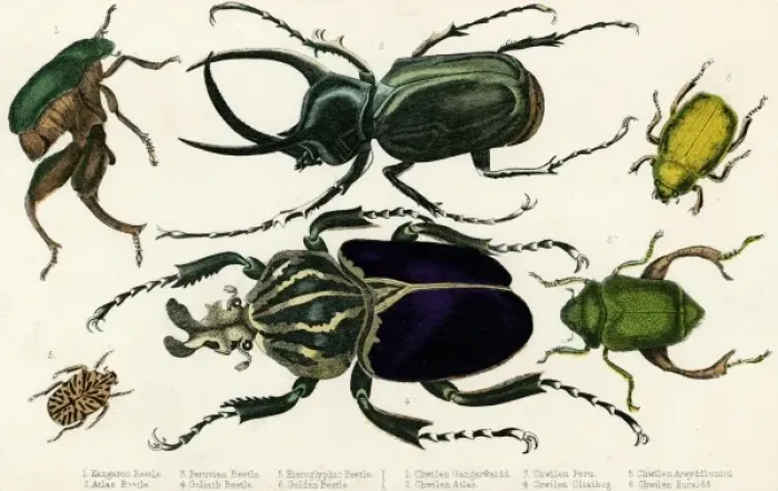 Framed Print : Goliath Beetle Etc Framed Print : Goliath Beetle Etc