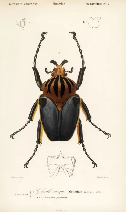 Framed Print : Goliath beetle, Goliathus cacicus Framed Print : Goliath beetle, Goliathus cacicus