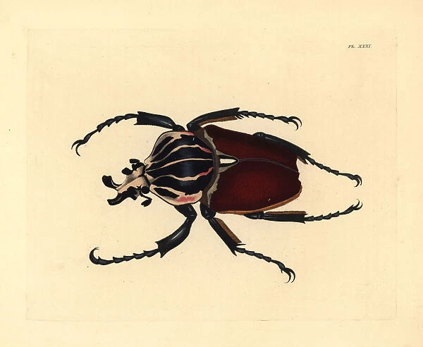 Goliath beetle, Goliathus giganteus