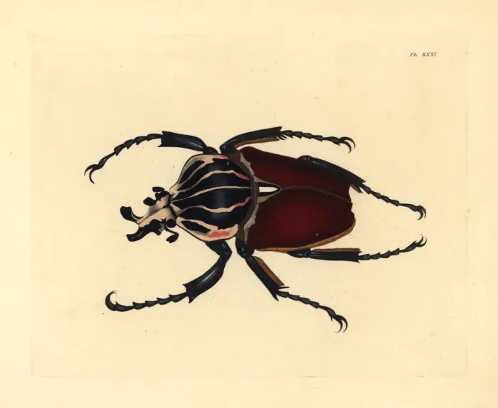 Framed Print : Goliath beetle, Goliathus giganteus Framed Print : Goliath beetle, Goliathus giganteus