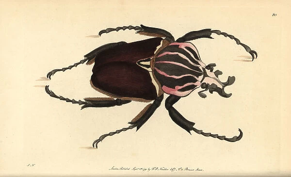 Goliath beetle, Goliathus goliatus