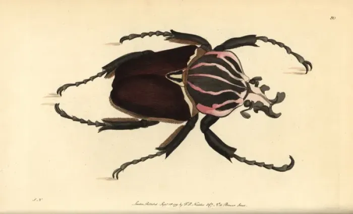 Framed Print : Goliath beetle, Goliathus goliatus Framed Print : Goliath beetle, Goliathus goliatus