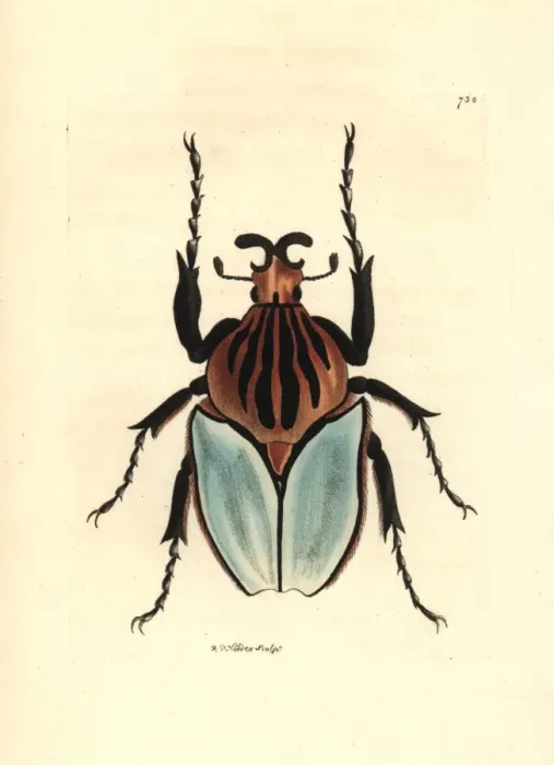 Framed Print : Goliath beetle species, Golathus cacicus Framed Print : Goliath beetle species, Golathus cacicus