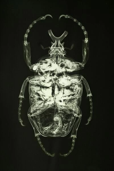 Goliathus goliatus, goliath beetle