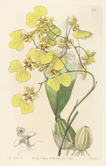 Framed Print : Gomesa bicolor orchid Framed Print : Gomesa bicolor orchid