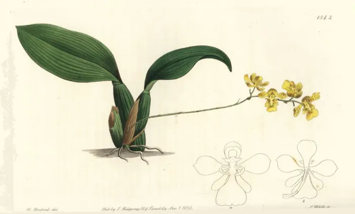 Framed Print : Gomesa cornigera orchid Framed Print : Gomesa cornigera orchid