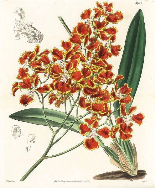 Gomesa forbesii orchid