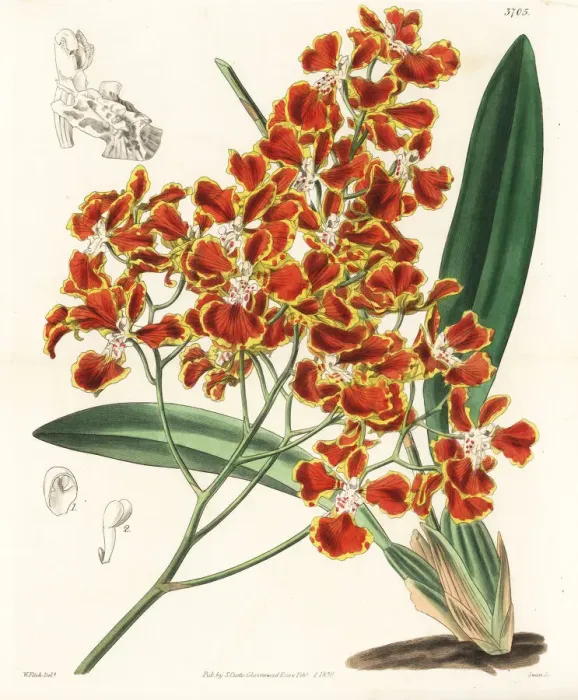 Framed Print : Gomesa forbesii orchid Framed Print : Gomesa forbesii orchid