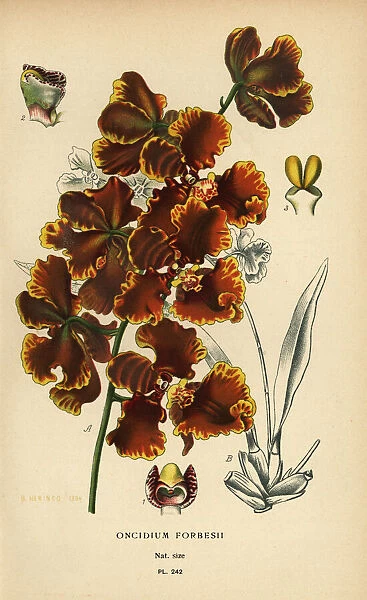 Gomesa forbesii orchid