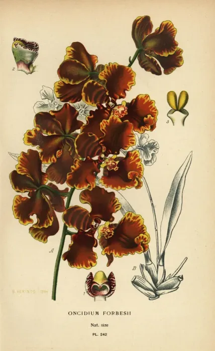 Framed Print : Gomesa forbesii orchid Framed Print : Gomesa forbesii orchid