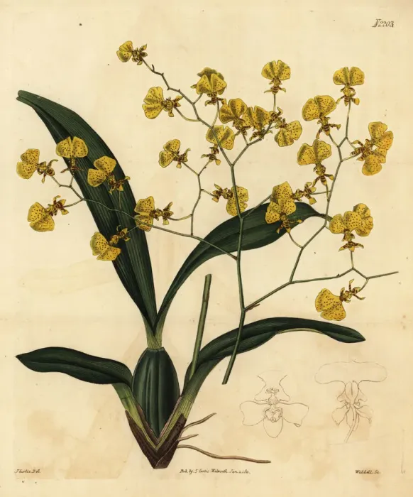 Framed Print : Gomesa orchid, Gomesa flexuosa (Oncidium flexuosus)
