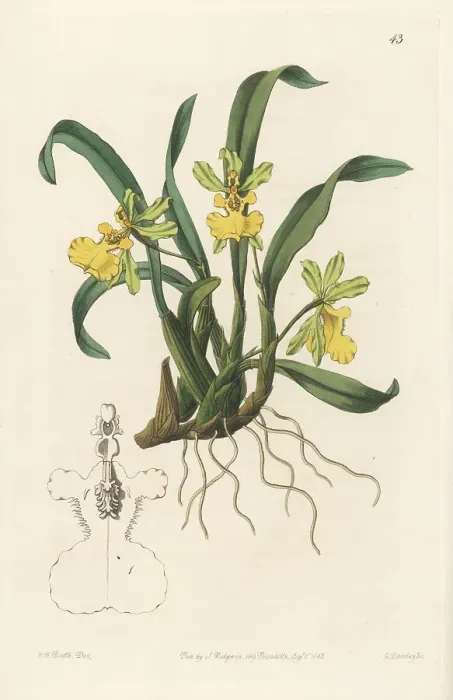 Framed Print : Gomesa uniflora orchid Framed Print : Gomesa uniflora orchid