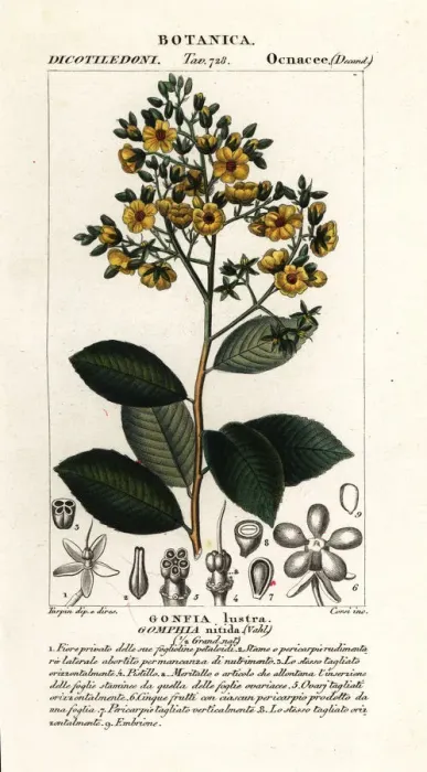 Framed Print : Gomphia nitida Framed Print : Gomphia nitida