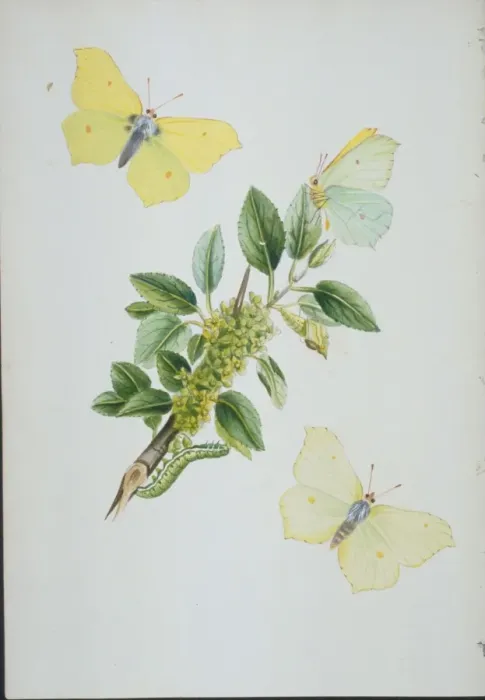 Framed Print : Gonepteryx rhamni, brimstone Framed Print : Gonepteryx rhamni, brimstone