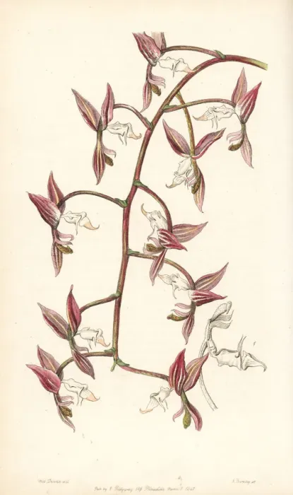 Framed Print : Gongora aromatica orchid