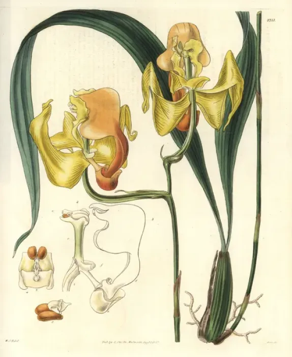 Framed Print : Gongora speciosa, large yellow-flowered gongora orchid Framed Print : Gongora speciosa, large yellow-flowered gongora orchid