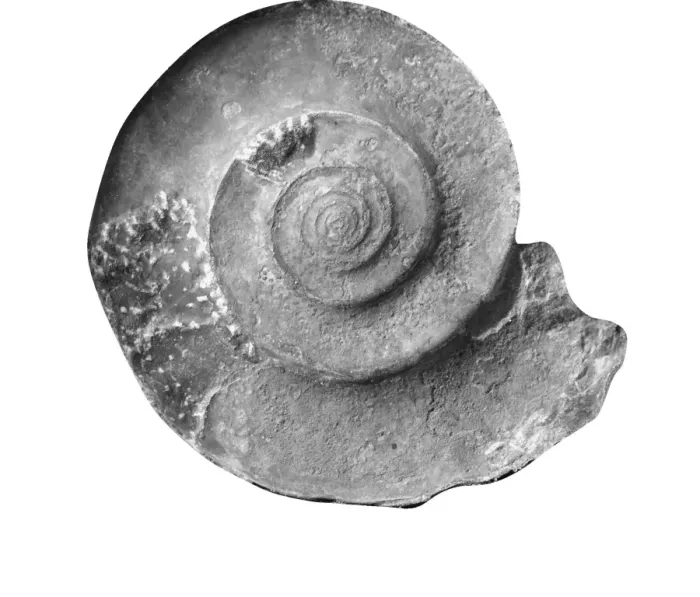 Framed Print : Gonioclymenia laevigata, ammonoid Framed Print : Gonioclymenia laevigata, ammonoid