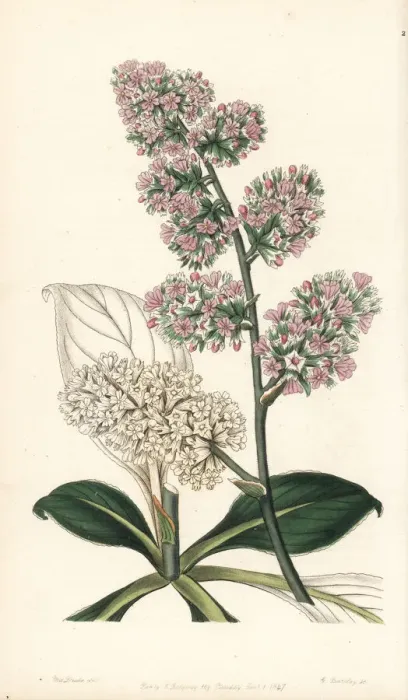 Framed Print : Goniolimon eximium Framed Print : Goniolimon eximium