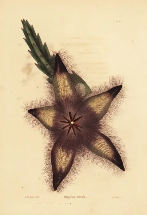 Framed Print : Gonostemon grandiflorus var. sororius