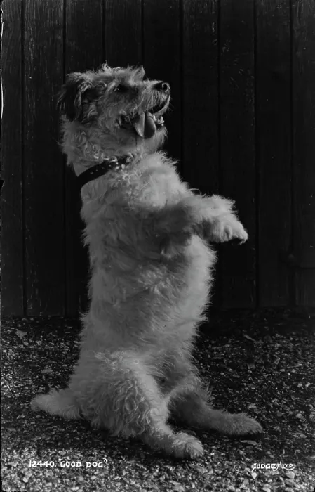Framed Print : Good Dog. This charming black and white photograph features a fluffy dog Framed Print : Good Dog. This charming black and white photograph features a fluffy dog