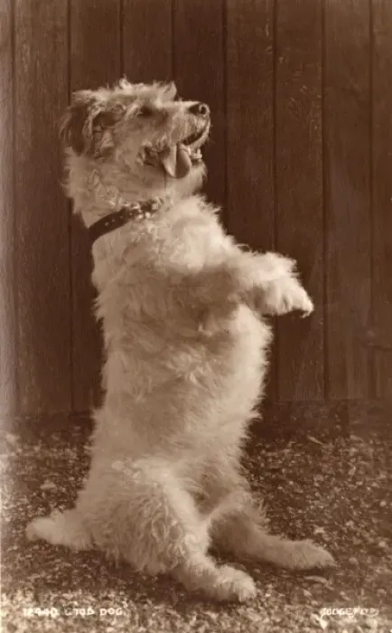 Framed Print : Good Dog - A terrier in seriously cute pose Framed Print : Good Dog - A terrier in seriously cute pose