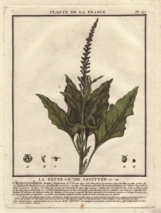Framed Print : Good King Henry, Chenopodium bonus-henricus Framed Print : Good King Henry, Chenopodium bonus-henricus