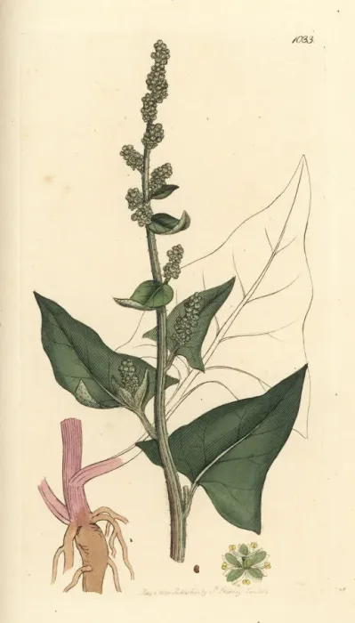 Framed Print : Good King Henry, Chenopodium bonus-henricus