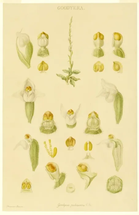 Framed Print : Goodyera pubescens, rattlesnake orchid Framed Print : Goodyera pubescens, rattlesnake orchid