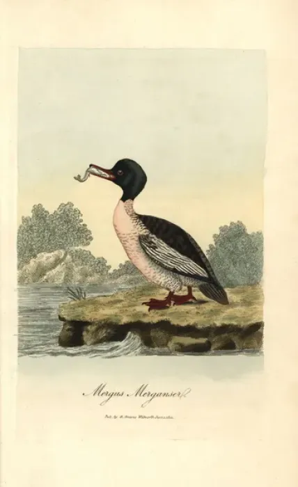 Framed Print : Goosander, Mergus merganser Framed Print : Goosander, Mergus merganser