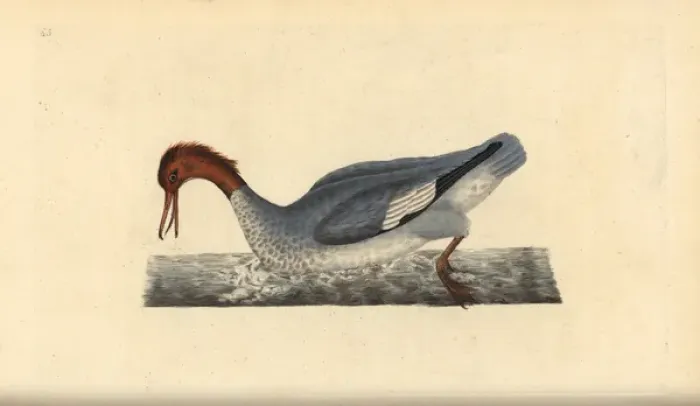 Framed Print : Goosander, Mergus merganser, female Framed Print : Goosander, Mergus merganser, female