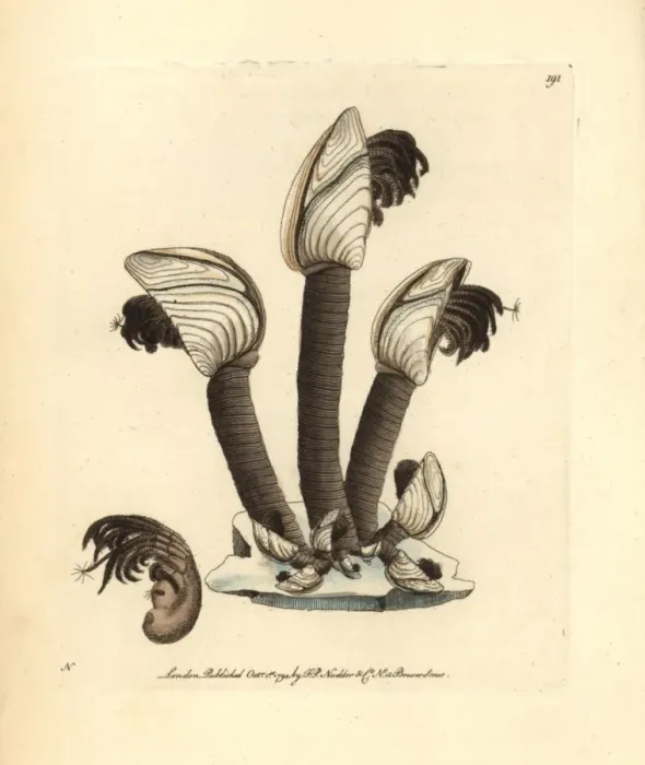 Framed Print : Goose barnacle, Lepas anatifera Framed Print : Goose barnacle, Lepas anatifera