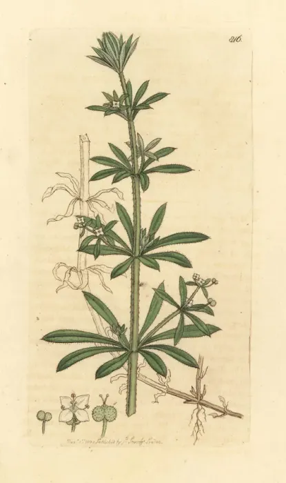Framed Print : Goose-grass or cleavers, Galium aparine Framed Print : Goose-grass or cleavers, Galium aparine