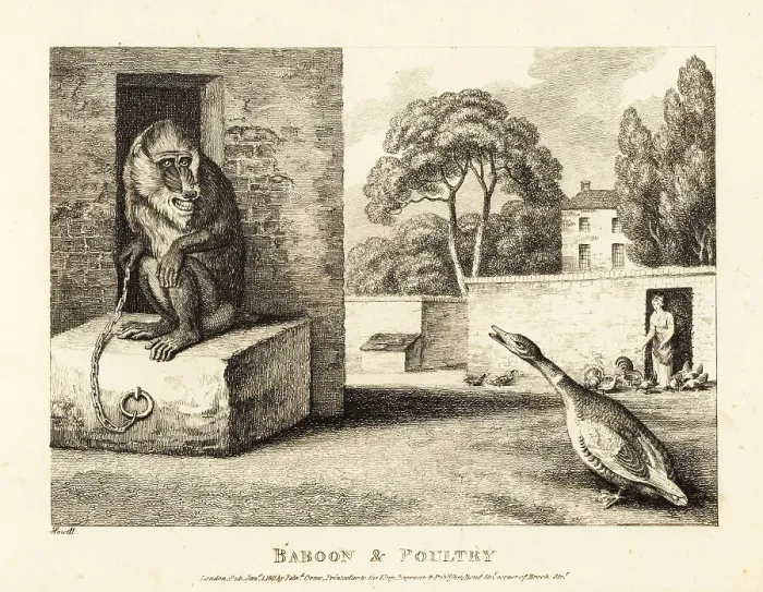 Framed Print : A goose insults a pet mandrill in a walled garden Framed Print : A goose insults a pet mandrill in a walled garden