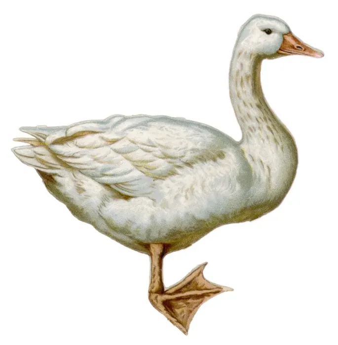 Framed Print : Goose - Scrap Framed Print : Goose - Scrap