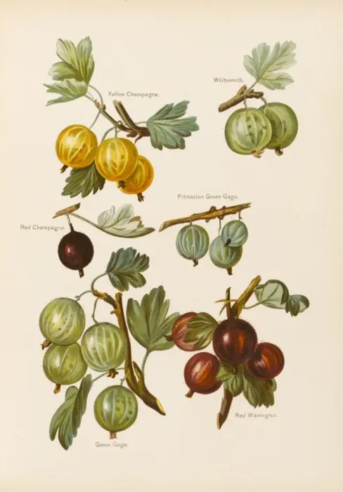 Framed Print : Gooseberries Framed Print : Gooseberries