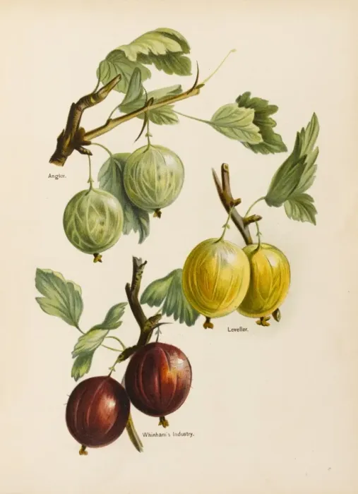 Framed Print : Gooseberries Framed Print : Gooseberries
