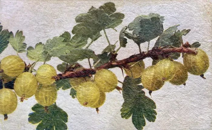 Framed Print : Gooseberries on a branch Framed Print : Gooseberries on a branch