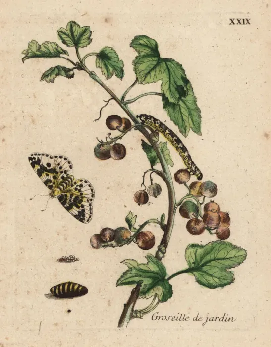 Framed Print : Gooseberry with moth Framed Print : Gooseberry with moth