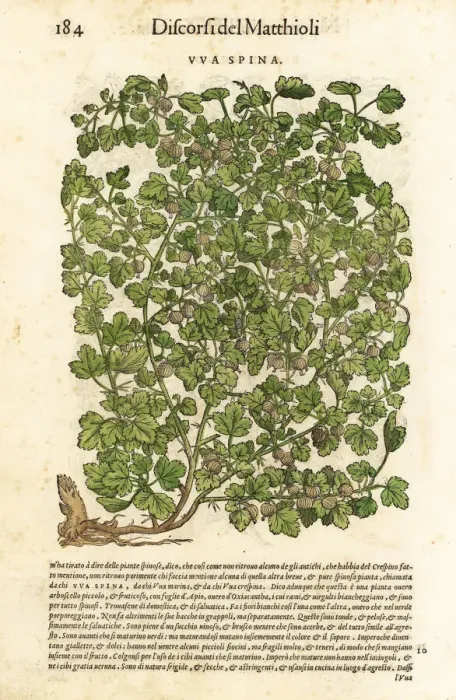 Framed Print : Gooseberry, Ribes uva-crispa Framed Print : Gooseberry, Ribes uva-crispa