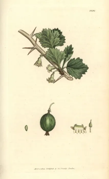 Framed Print : Gooseberry, Ribes uva-crispa Framed Print : Gooseberry, Ribes uva-crispa