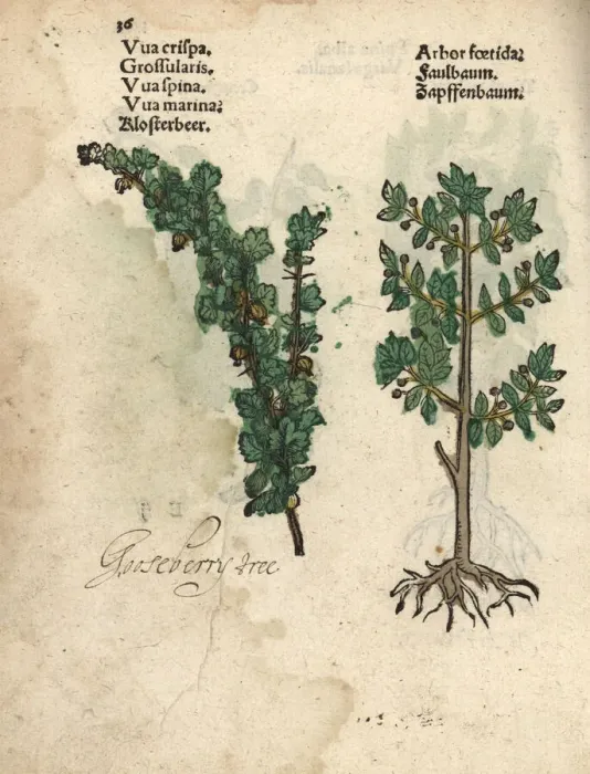 Framed Print : Gooseberry, Ribes uva-crispa, and alder buckthorn Framed Print : Gooseberry, Ribes uva-crispa, and alder buckthorn