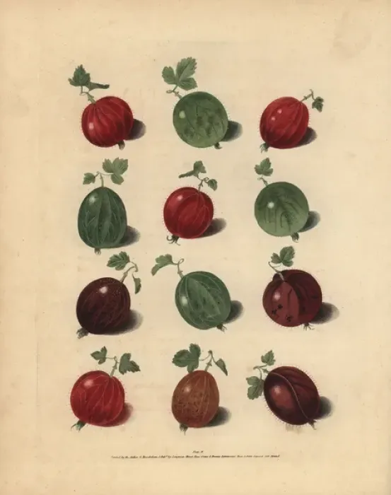 Framed Print : Gooseberry varieties, Ribes uva-crispa Framed Print : Gooseberry varieties, Ribes uva-crispa