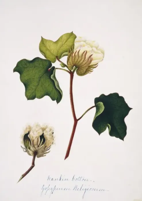 Framed Print : Gopypium beligiosum, nankin cotton Framed Print : Gopypium beligiosum, nankin cotton