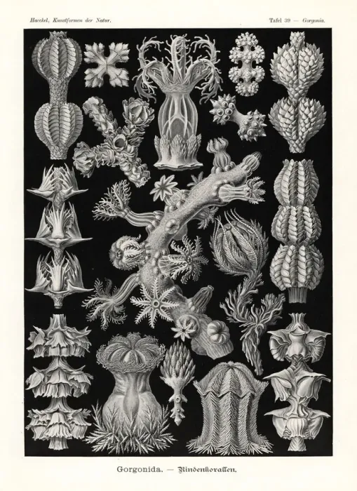 Framed Print : Gorgonia soft coral seafans Framed Print : Gorgonia soft coral seafans