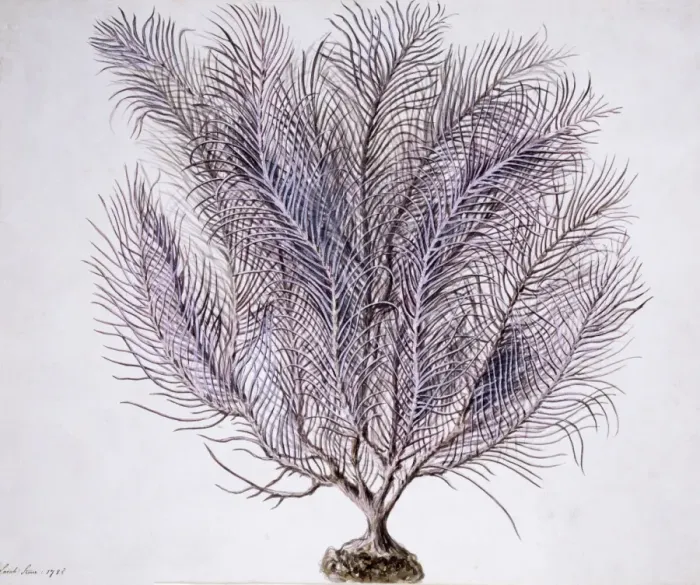 Framed Print : Gorgonian coral Framed Print : Gorgonian coral