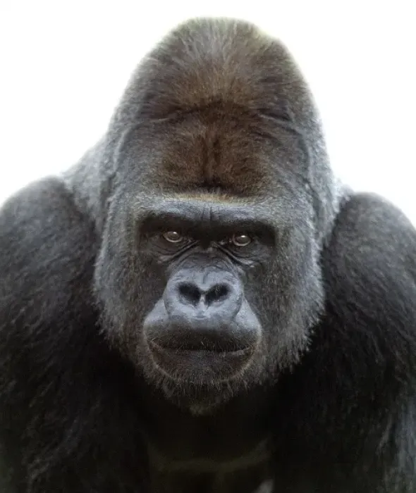 Framed Print : Gorilla gorilla, gorilla Framed Print : Gorilla gorilla, gorilla